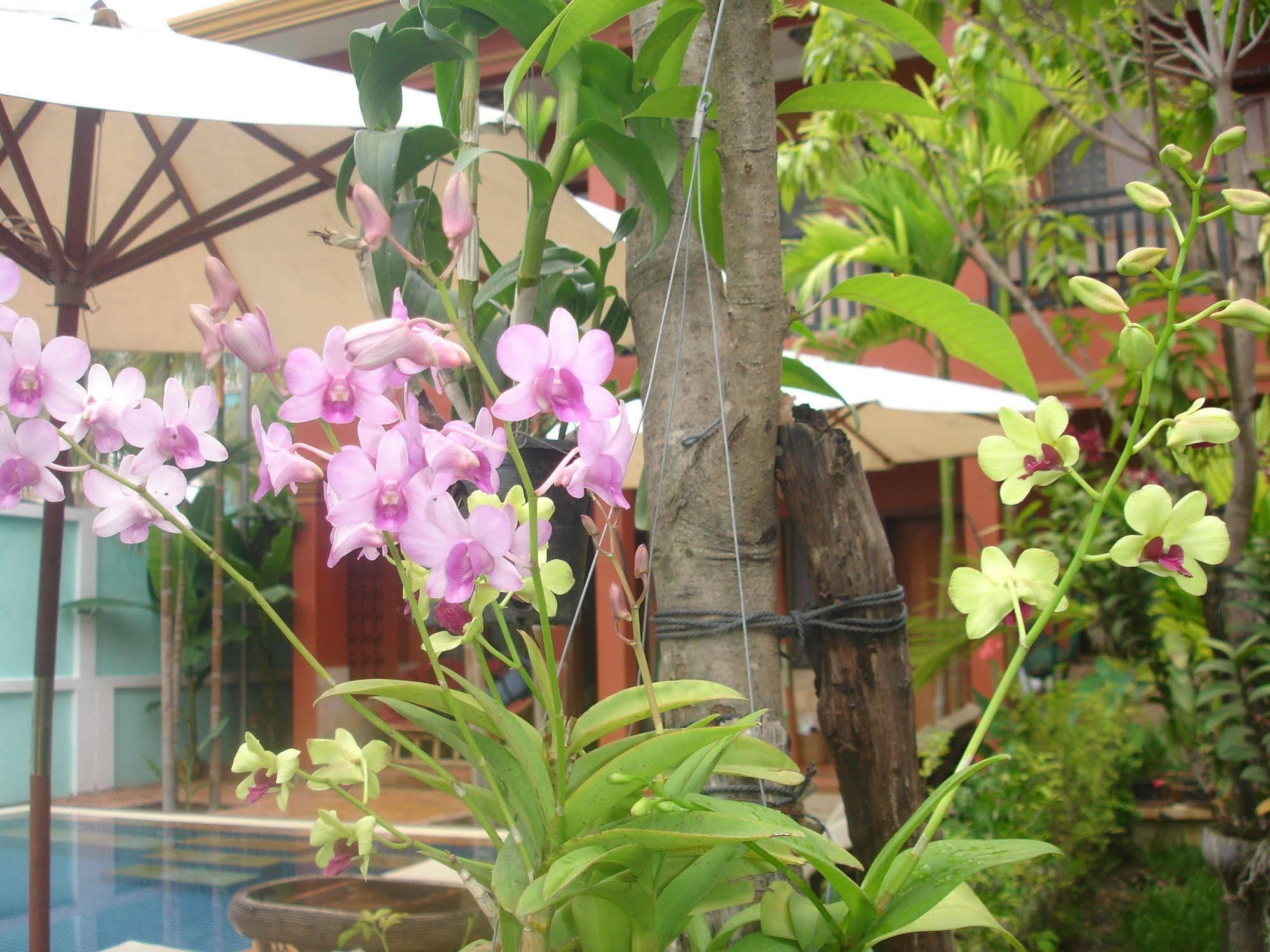 Jasmine Lodge Siem Reap Eksteriør bilde